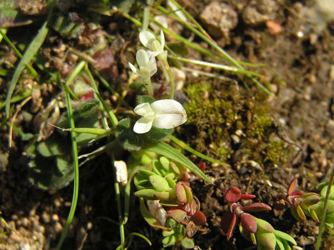Trifolium subterraneum / Trifoglio sotterraneo